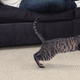 Image for article titled Cat Seemed Perfectly Content Right Up Until Point He Bolted Out Of Room